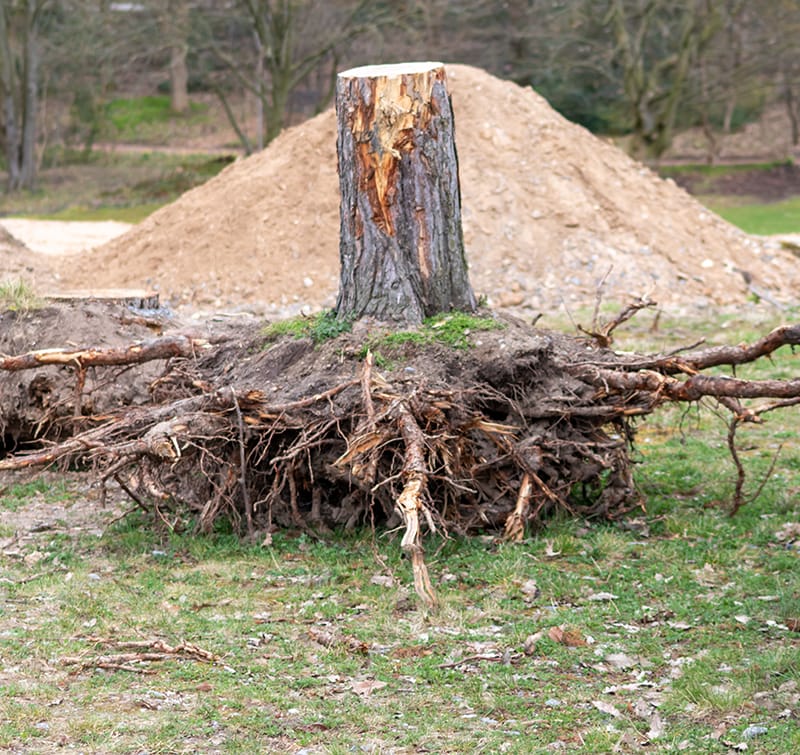 large stump that has been removed