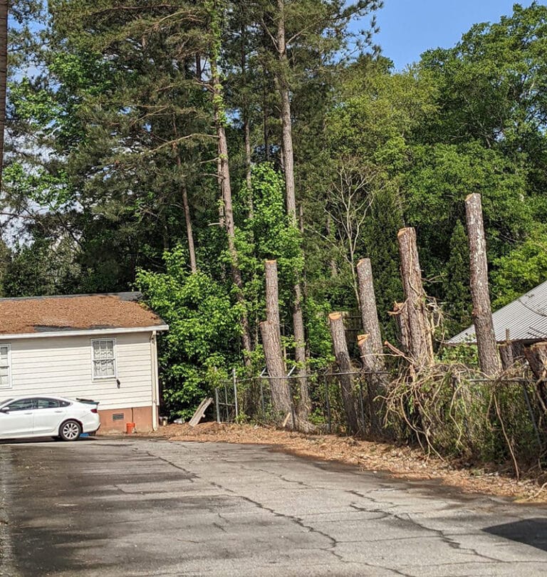 Professional Tree Removal in Athens, GA | Oconee Tree Services